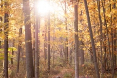 Children hold hands walking a path through golden leaves in fall Michigan woods