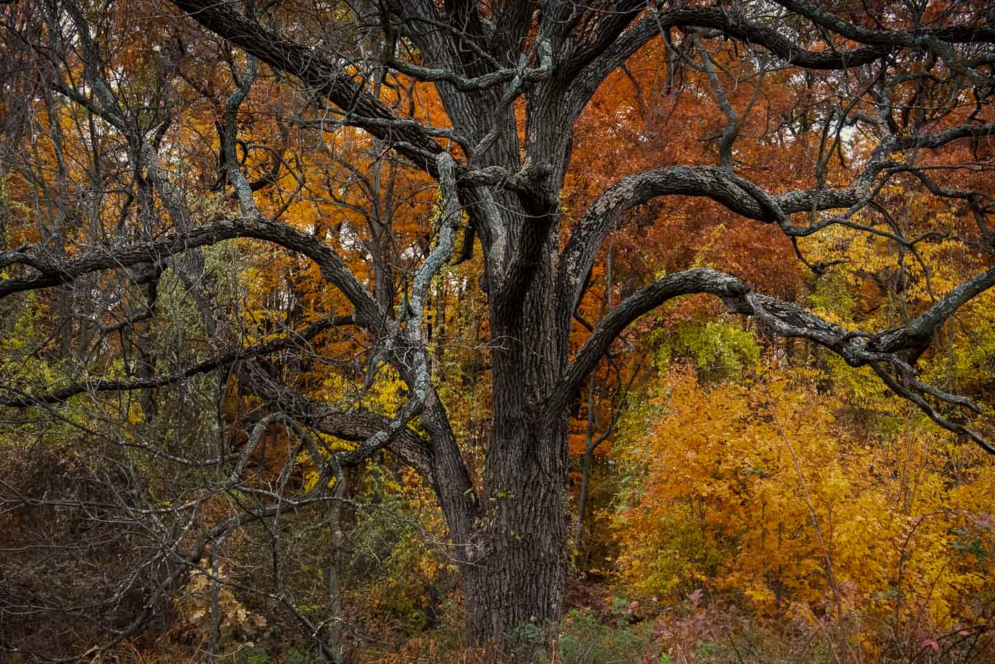 beautiful-fall-oak-tree-michigan