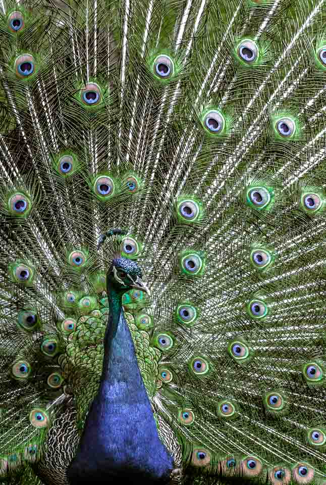 closeup-peacock-fanned-tail