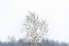 Winter Tree 3